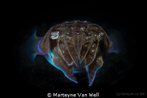 "An alien"    Squid at night by Marteyne Van Well 